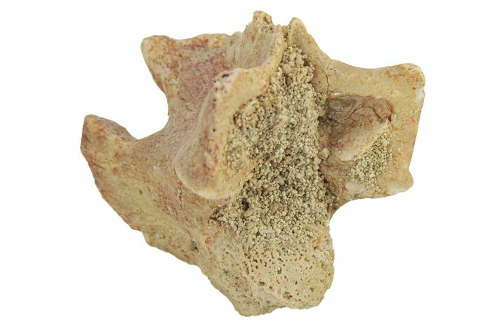 Fossil Sea Snake (Palaeophis) Vertebra - Morocco #277575